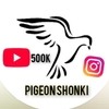 pigeon shonki pigeon shonki
