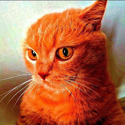 Cat Reaction World Cat Reaction World
