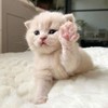 Cute AM