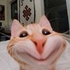 PurrRanked