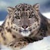 Animals Planet