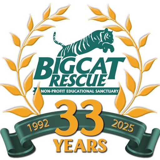 Big Cat Rescue