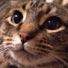 catmania catmania