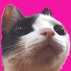 고양이 동영상! 파라과이