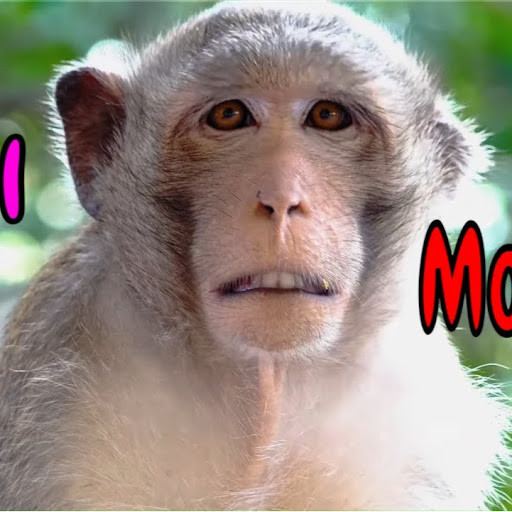 Viral Monkey