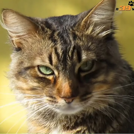 Viral Cat