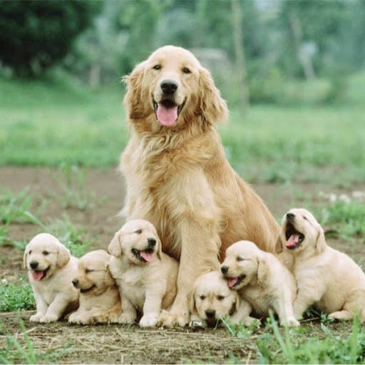 Funny Golden Dogs
