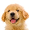 Cat Dog Diary