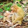 Monkey Forest KH