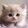 Teddy Felines 🧸🐾