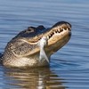 Crocodiles