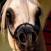 الحصان العربي _ arabian horses الحصان العربي _ arabian horses