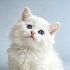A Series of Short Cat Skits