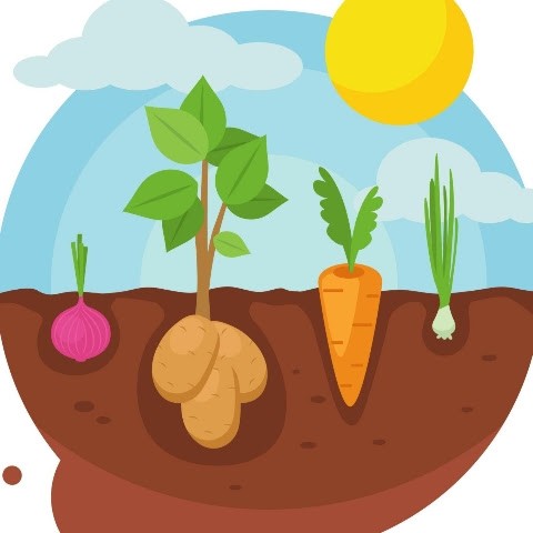 Дачная грядка Дачная грядка