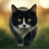Feline Focus