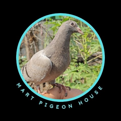 Mart Pigeon House (MPH) Mart Pigeon House (MPH)