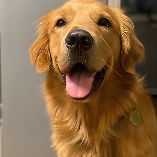 Doggie Movie