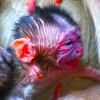 Wild Chimp Media